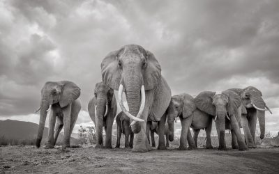 Sony World Photography Awards