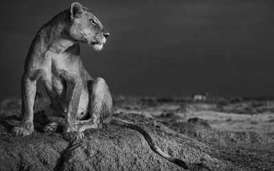 NOR DREAD, NOR HOPE ATTEND   by David Gulden
